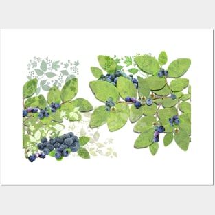 Blueberries from Nova Scotia Posters and Art